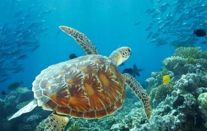 Can A.I. save Australia’s Great Barrier Reef?