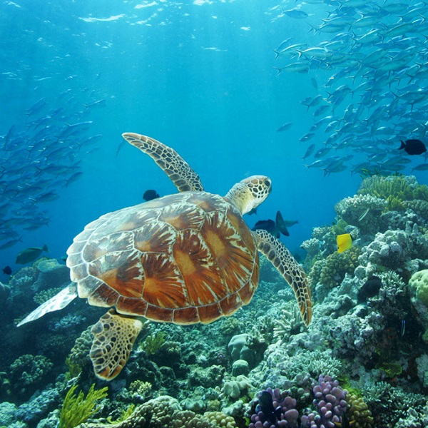 Can A.I. save Australia’s Great Barrier Reef?